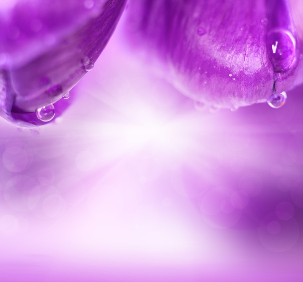 closeup flor de croco com gotas de água e reflexão sobre a água, na
 - Foto, Imagem