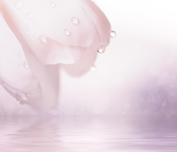 水滴、天然温泉背景でクローズ アップ ピンク花 - 写真・画像