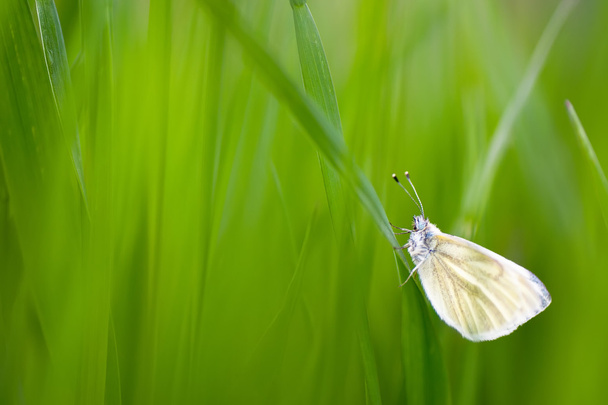 prachtige vlinder close-up zittend op groen gras, natuurlijke bac - Foto, afbeelding