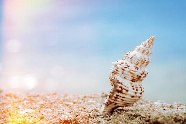 closeup tropical shell on sandy sunny beach, natural summer back - Photo, Image
