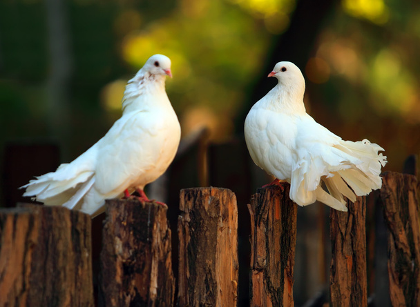 Güvercinler - Fotoğraf, Görsel