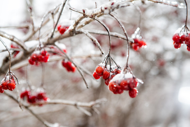 Punainen pihlaja puu talvella metsässä - Valokuva, kuva