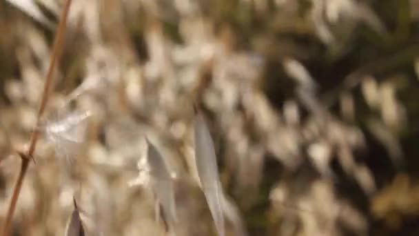 dzikich roślin - Materiał filmowy, wideo