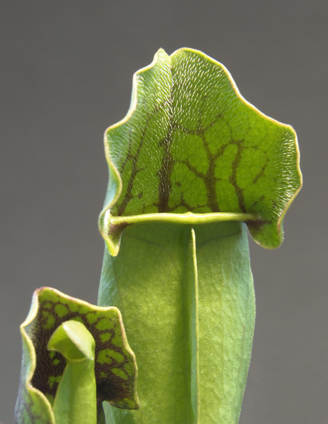 Carnivorous plant detail - Foto, afbeelding