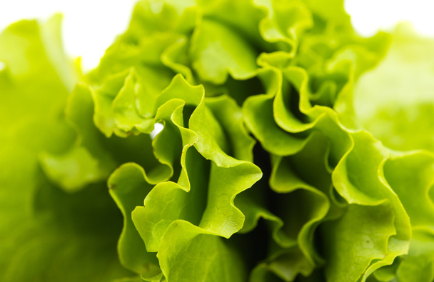  leaf lettuce - Fotografie, Obrázek