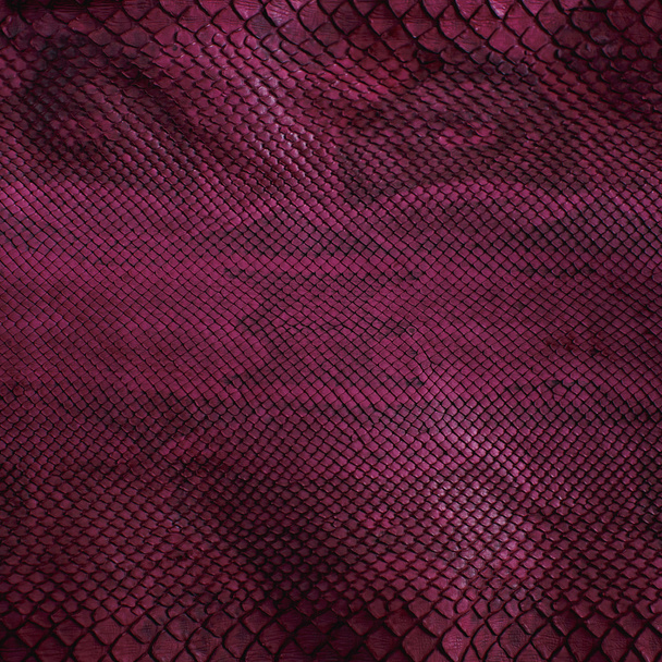 https://cdn.create.vista.com/api/media/small/73150345/stock-photo-violet-snake-skin-with-pattern-reptile