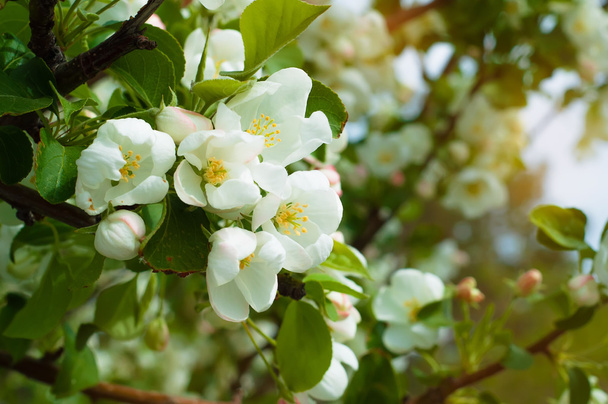 Blossoming of apple flowers in spring time with green leaves - Фото, изображение
