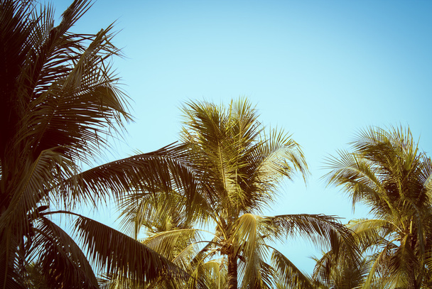  palms kókuszos  - Fotó, kép