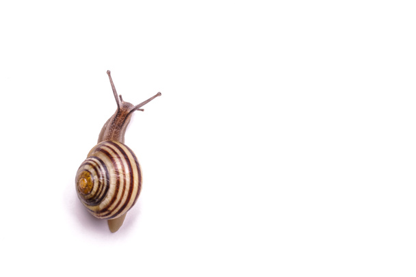 Garden Snail - Photo, Image