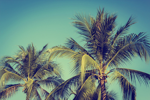  kokosová palmy  - Fotografie, Obrázek