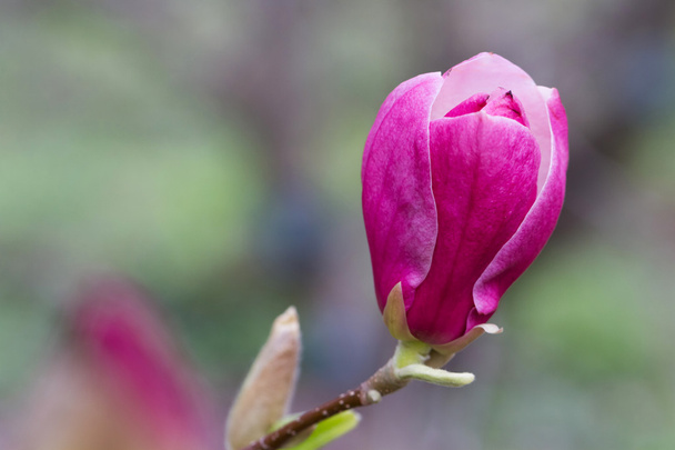 Lila virágzó magnólia - Fotó, kép