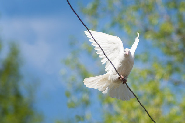 White dove - 写真・画像
