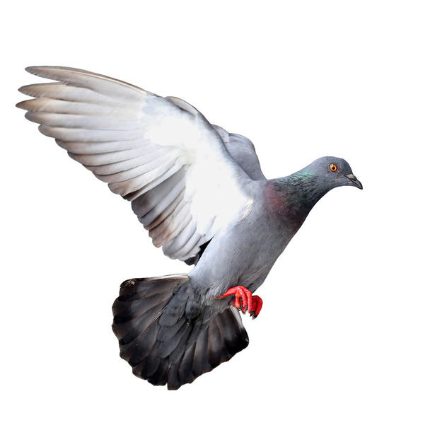Flying pigeon - Zdjęcie, obraz
