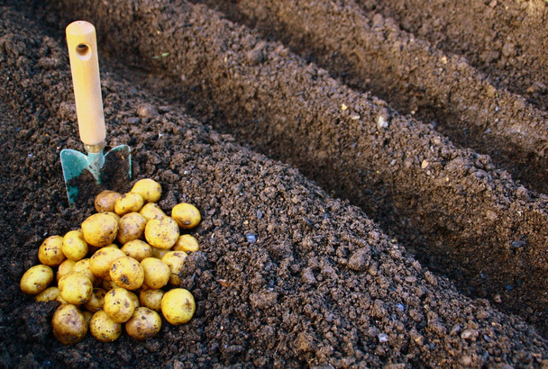 Plantación de patatas en el huerto
 - Foto, imagen