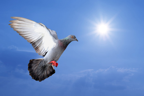 Pigeon volant
 - Photo, image