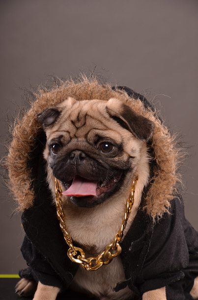 Portrait de chien Pug
 - Photo, image