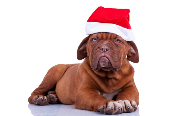 Noel Baba şapkası ile köpek yavrusu - Fotoğraf, Görsel