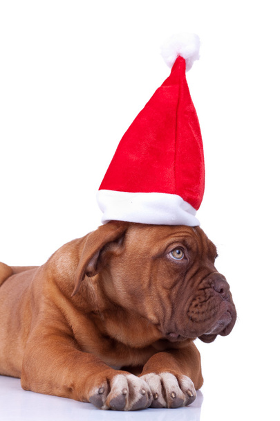 Dogue de bordeaux chiot avec une casquette de Père Noël
 - Photo, image