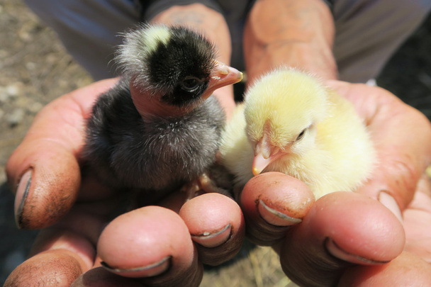 Chicks in Hand - Photo, Image