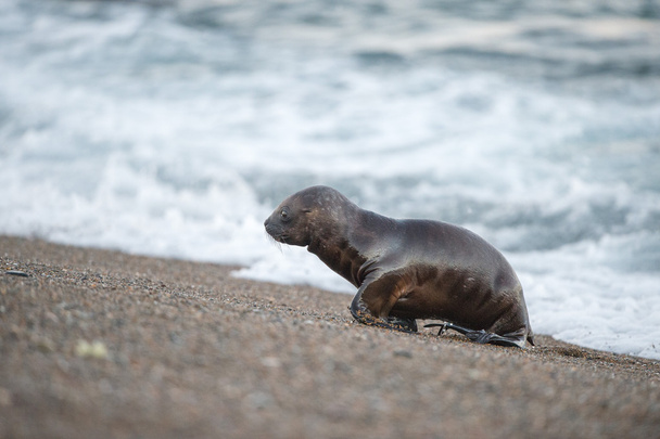 puppy sea lion on the beach in Patagonia - Photo, Image