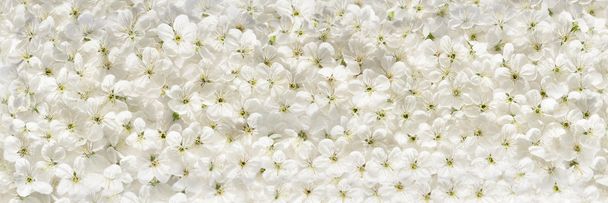 Witte cherry bloemen panoramisch achtergrond - Foto, afbeelding