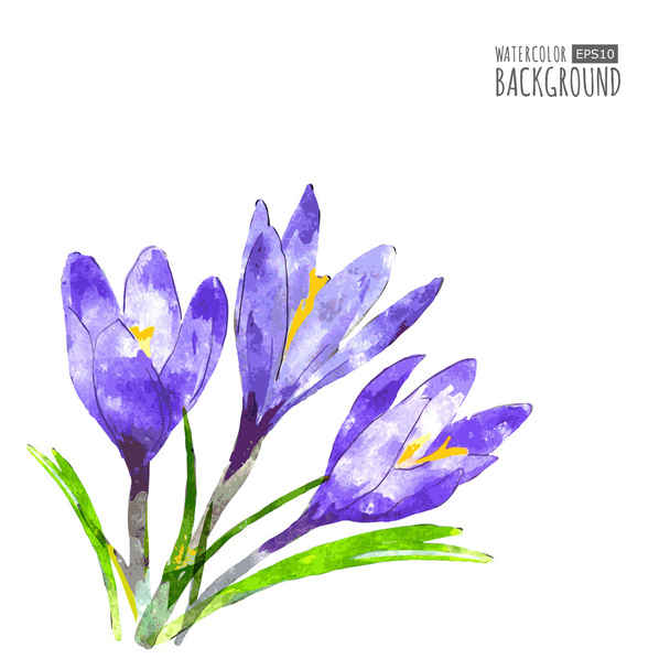 紫色のクロッカスの花と緑で水彩のベクトルの背景 - ベクター画像