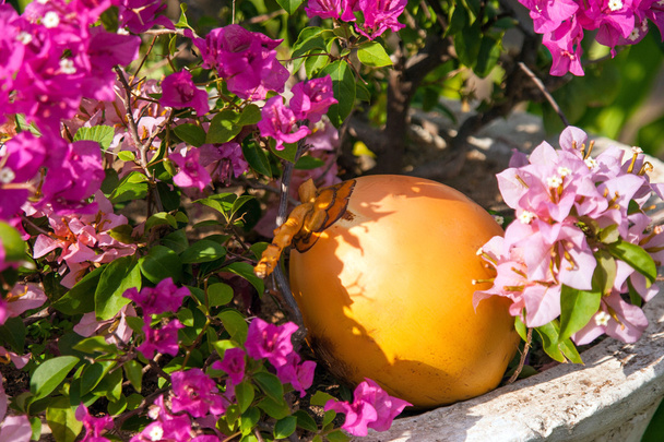 Noce di cocco gialla nei fiori
 - Foto, immagini