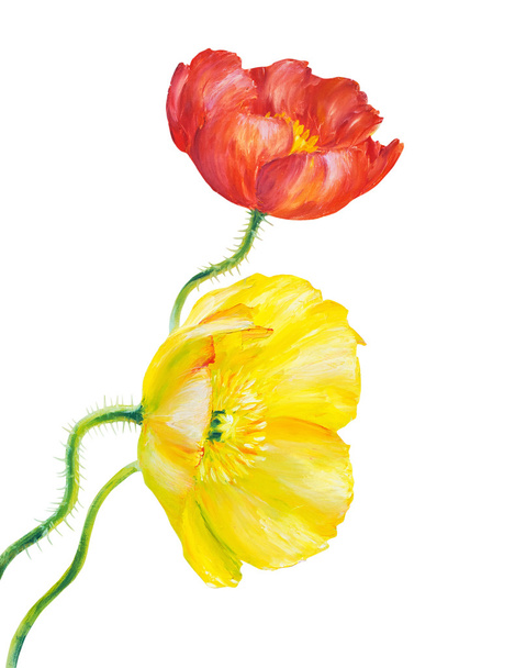 Yellow Poppy isolated on white - Photo, Image