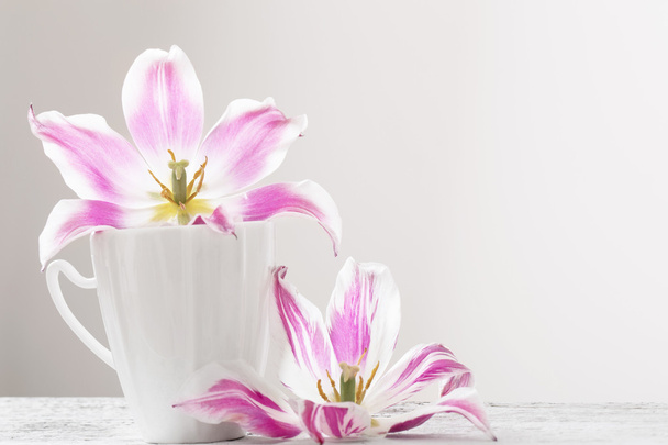 pink tulips on white background - Valokuva, kuva