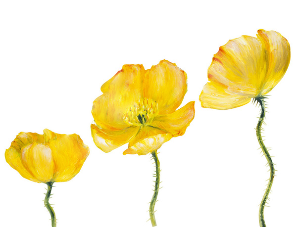 Yellow Poppy isolated on white - Foto, afbeelding