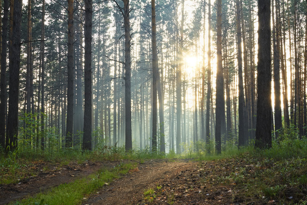 ομιχλώδες δάσος - Φωτογραφία, εικόνα