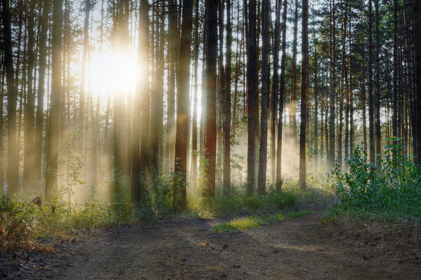Дорога в лісі
 - Фото, зображення