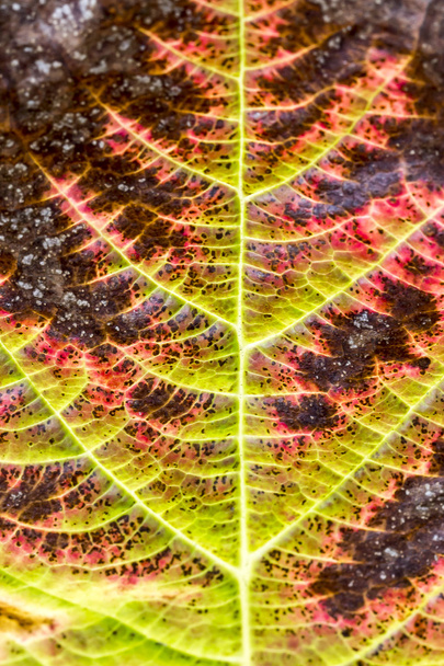 Барвистий червоні листя восени, Німеччина - Фото, зображення