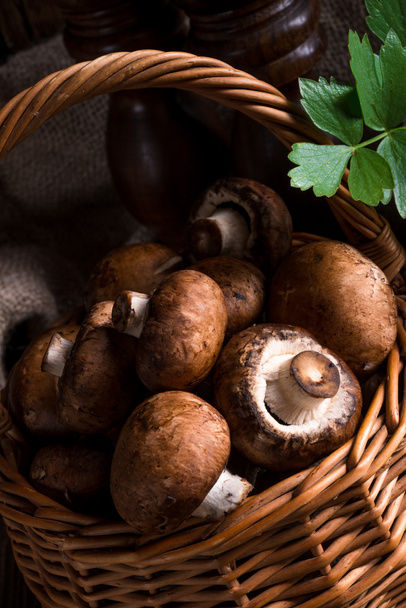 Scaly Wood Mushroom - Foto, Imagen
