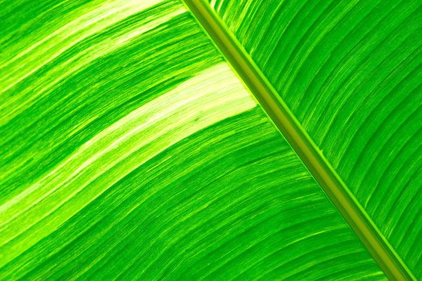 Green fresh banana leaf textured and backrounds - Photo, image