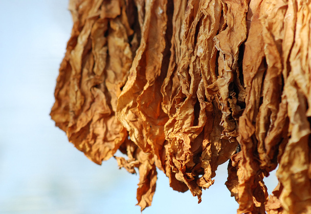 secado de tabaco en el granero
 - Foto, imagen