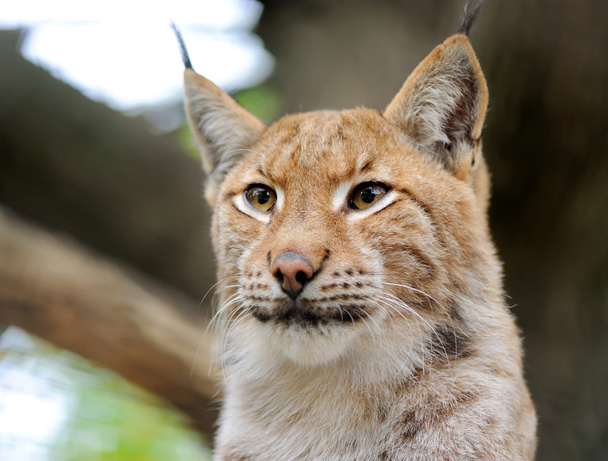 Portrait lynx - Fotografie, Obrázek