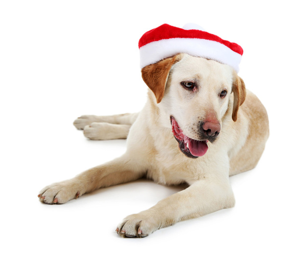 Cute dog in Santa cap isolated on white background - Фото, изображение