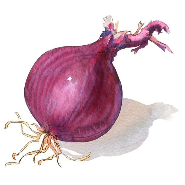 red onion bulb isolated on white - 写真・画像