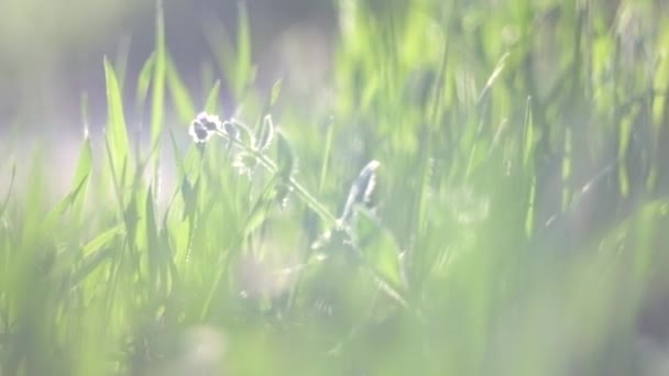 fű Háttér-világítású - Felvétel, videó