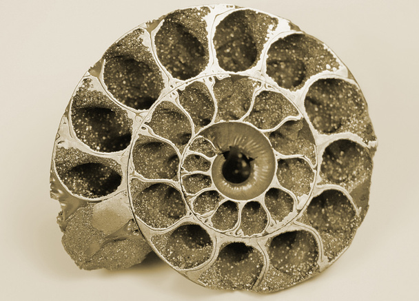 Cockleshell (fosil) - Fotoğraf, Görsel