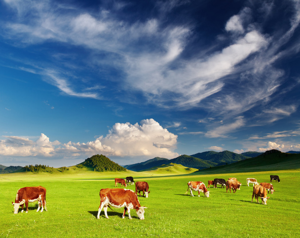 Vaches de pâturage - Photo, image