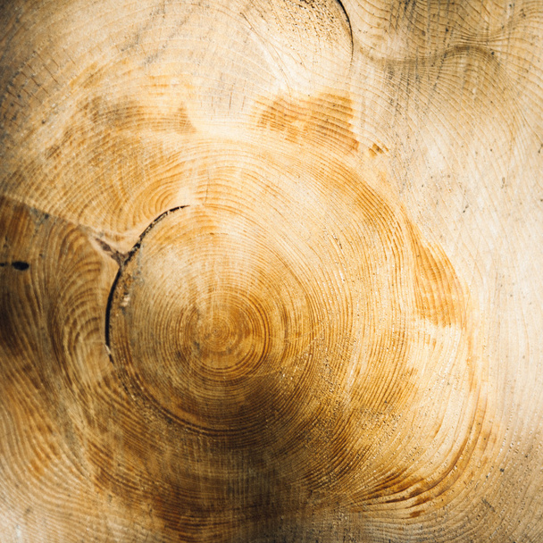 Fa növekedési gyűrűk - Fotó, kép