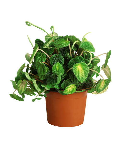 Houseplant - Peperomia caperata a potted plant isolated over whi - Foto, imagen