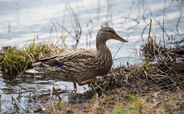 Hout Duck doen wat eenden doen - wonen in Bos meren. - Foto, afbeelding