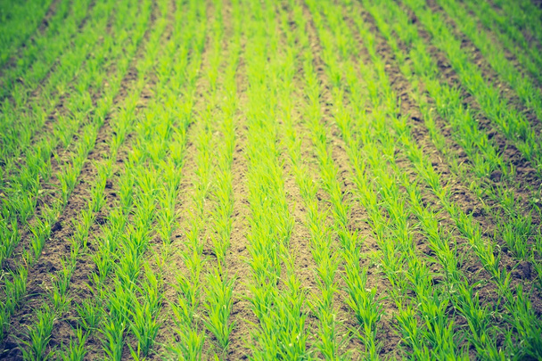 a mező zöld gabona hajtások - Fotó, kép