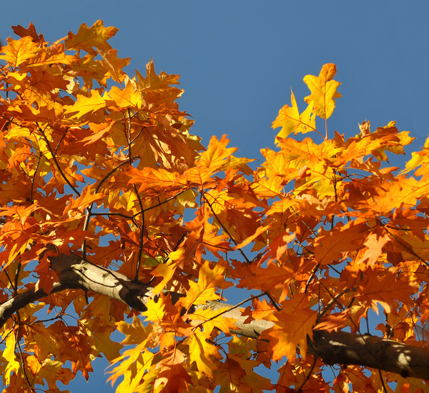 Autumn color - Foto, Imagem