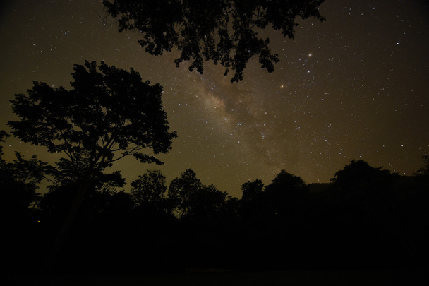 Нічне небо з Чумацький шлях через ліс і дерев - Фото, зображення