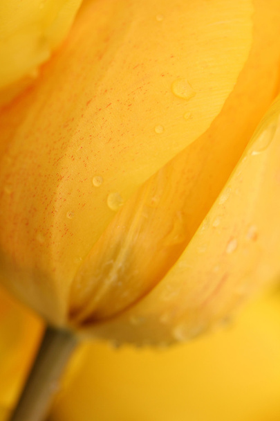 tulipán - Foto, imagen