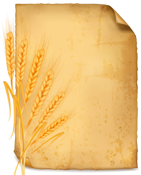 Background with ripe yellow wheat ears, agricultural vector illustration - ベクター画像
